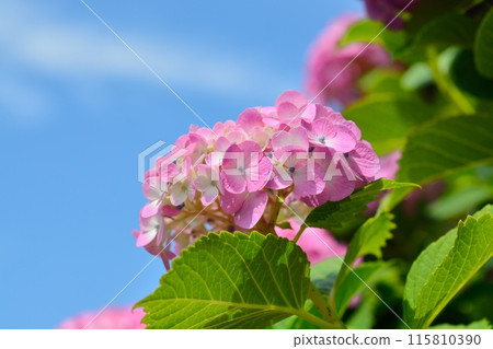 Hydrangeas blooming in the clear in the rainy season 115810390