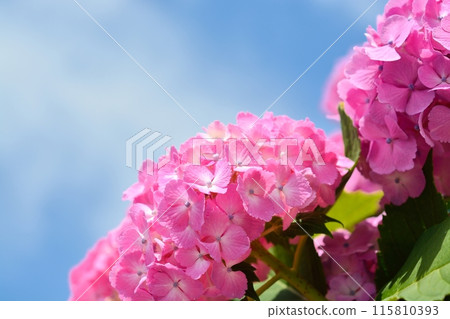Hydrangeas blooming in the clear in the rainy season Hydrangeas blooming in the clear in the rainy season 115810393