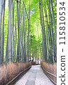 Bamboo grove of Kamakura republic temple 115810534
