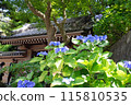 Hydrangeas at the Sanmon Gate of Hokokuji Temple in Kamakura 115810535