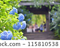 Kamakura: Meigetsuin Temple Gate and Hydrangeas 115810538