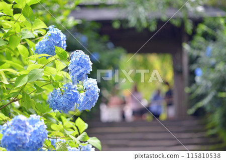 Kamakura: Meigetsuin Temple Gate and Hydrangeas 115810538