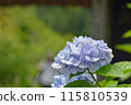 A single hydrangea at Meigetsuin Temple in Kamakura 115810539