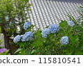 Kita-Kamakura: Hydrangea and roof tiles 115810541