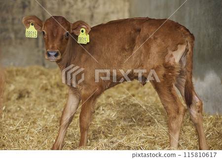 Cute newborn calf on a farm in Denmark close-up 115810617