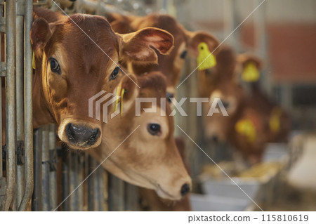 Cute newborn calf on a farm in Denmark close-up Cute newborn calf on a farm in Denmark close-up 115810619