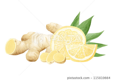Watercolor lemons and ginger plant roots and slices illustration in pastel yellow, beige and green colors isolated on white. Citrus fruits and vegetables for organic healthy food designs Watercolor lemons and ginger plant roots and slices illustration in pastel yellow, beige and green colors isolated on white. Citrus fruits and vegetables for organic healthy food designs 115810664