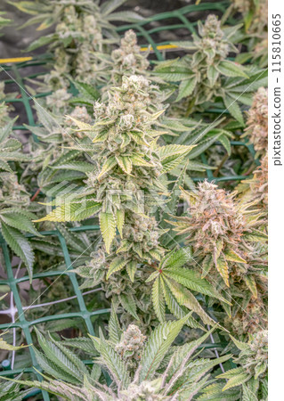 female blossom marijuana SoG Sea of Green net hemp cultivation technique Growing pot indoor bloom stage growth Medical female blossom marijuana SoG Sea of Green net hemp cultivation technique Growing pot indoor bloom stage growth Medical 115810665