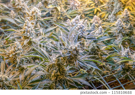 female blossom marijuana SoG Sea of Green net hemp cultivation technique Growing pot indoor bloom stage growth Medical 115810688
