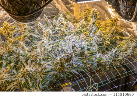 female blossom marijuana SoG Sea of Green net hemp cultivation technique Growing pot indoor bloom stage growth Medical 115810690
