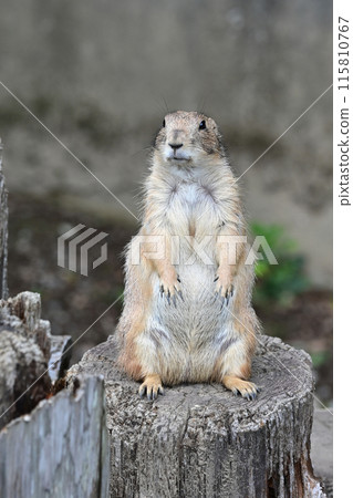 Prairie dog 115810767