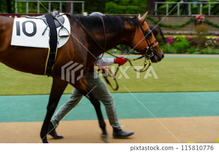 札幌賽馬場純種馬 115810776