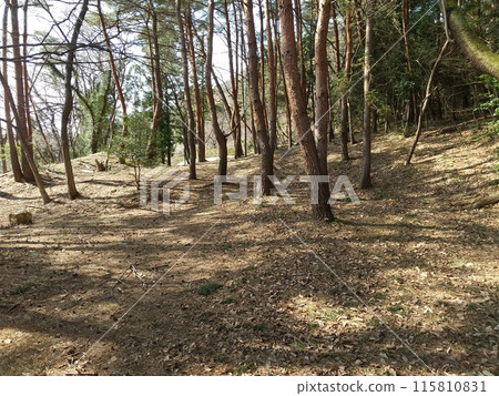 Shinobuyama Park Pine Forest Shinobuyama Park Pine Forest 115810831