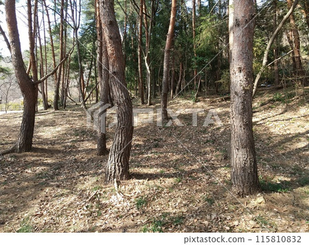 Shinobuyama Park Pine Forest Shinobuyama Park Pine Forest 115810832