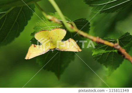 The unique wing shape of the yellow adult turtle moth hiding on the underside of a leaf (close-up with natural light, strobe and macro lens) The unique wing shape of the yellow adult turtle moth hiding on the underside of a leaf (close-up with natural light, strobe and macro lens) 115811349