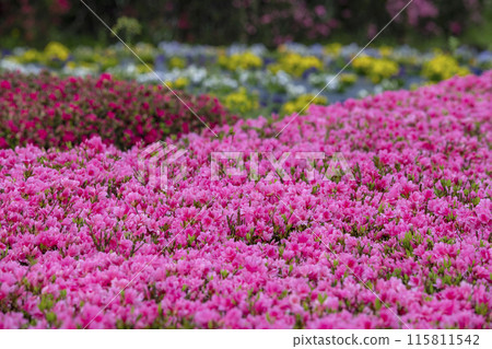 Sakura and azaleas Sakura and azaleas 115811542