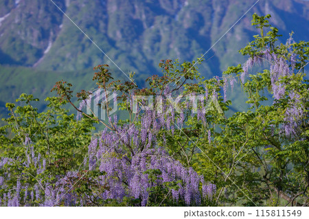 Mountains and wisteria 115811549