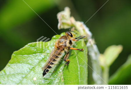 A female Shioya fly on green leaves in the forest under bright sunlight (natural light & strobe macro lens close-up) 115811635