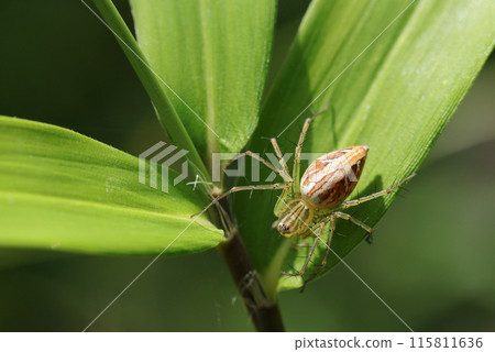 A female grass spider curled up on a bamboo leaf (natural light macro close-up) 115811636