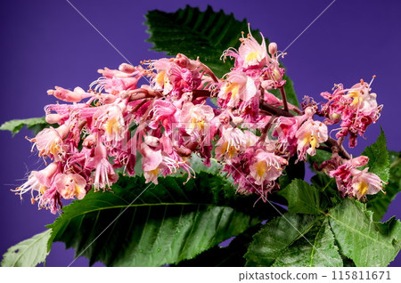 Blooming red horse-chestnut flowers on a purple background Blooming red horse-chestnut flowers on a purple background 115811671