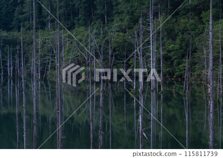 沉默的森林 115811739