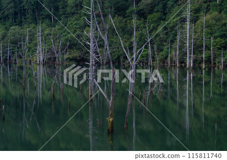 沉默的森林 沉默的森林 115811740