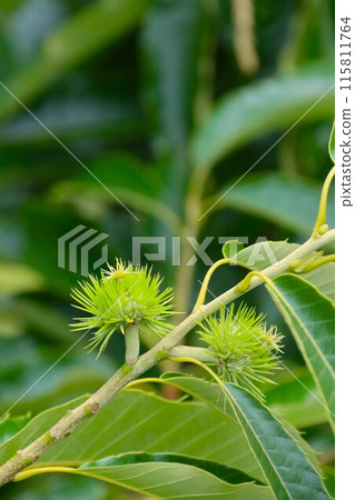 Small chestnuts still green in early summer Small chestnuts still green in early summer 115811764
