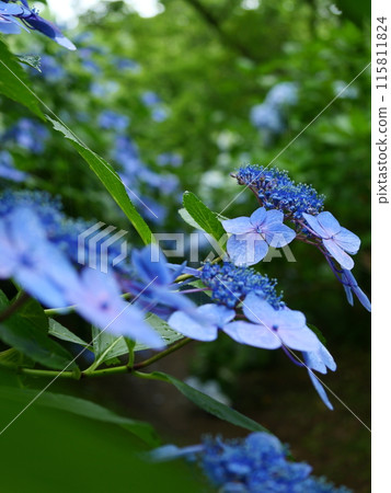 Blue hydrangea 115811824
