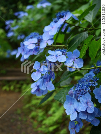 Blue hydrangea after the rain 115811826