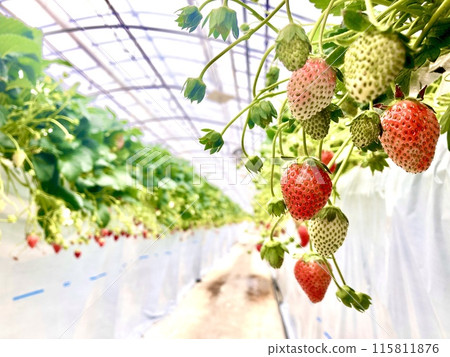 草莓倍數 2024 115811876