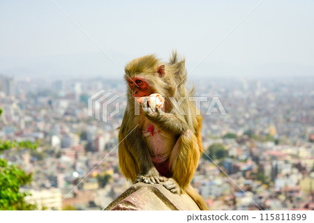 野猴偷遊客冰淇淋吃掉 115811899