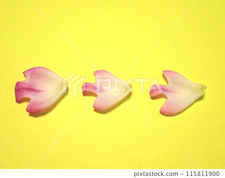 三片箭頭形玫瑰花瓣_面向右_黃色背景 115811900