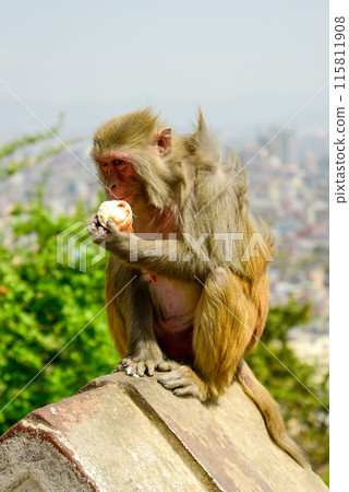 A wild monkey stealing ice cream from a tourist and eating it 115811908