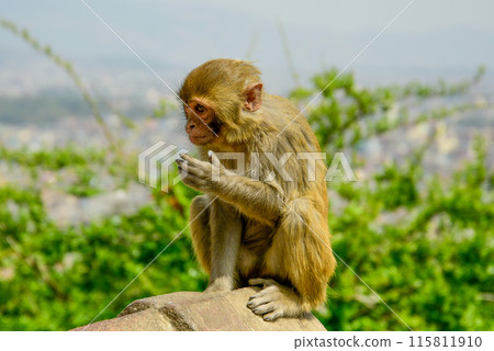 野猴偷遊客冰淇淋吃掉 野猴偷遊客冰淇淋吃掉 115811910