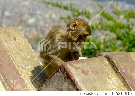 A wild monkey stealing ice cream from a tourist and eating it A wild monkey stealing ice cream from a tourist and eating it 115811919