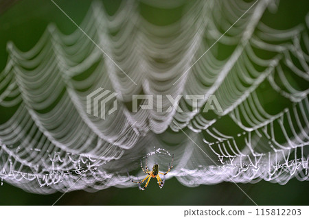 A close-up of a spider web shining with water droplets 115812203