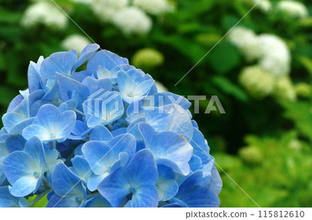 Hydrangea's Up 115812610