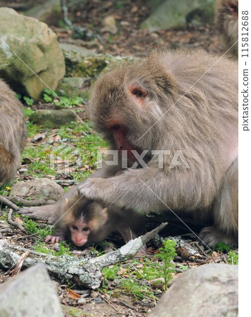 Choshikei Monkey Kingdom 2024 [Tonosho Town, Shozu District, Kagawa Prefecture (Shodoshima Island)] 115812688