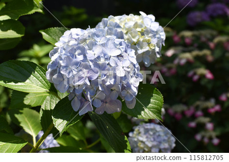Light purple hydrangea flower Light purple hydrangea flower 115812705