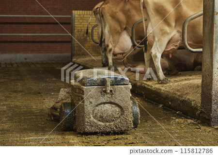 A robot cleans manure on a cow farm in Denmark A robot cleans manure on a cow farm in Denmark 115812786