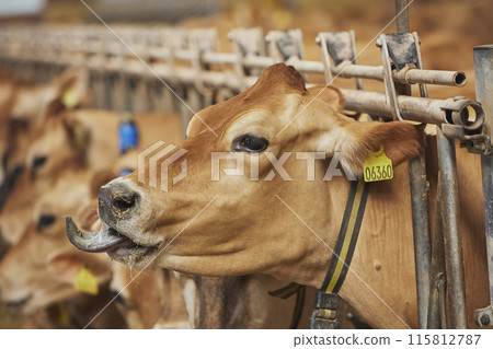 Cute curious Jersey cow on a farm in Denmark Cute curious Jersey cow on a farm in Denmark 115812787