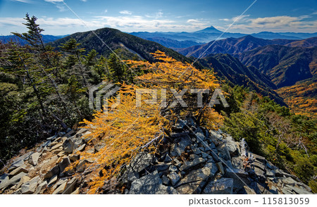 View of Mt. Fuji and the yellow leaves of larch trees on the summit of Mt. Kobushin 115813059