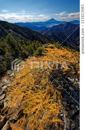 甲部新嶽山頂落葉松和富士山的黃葉景觀 115813061