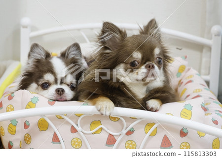 Two cute chihuahuas side by side on a bed Two cute chihuahuas side by side on a bed 115813303