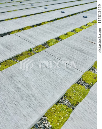 Green moss and white flowers on a stone wall. Background, texture. Green moss and white flowers on a stone wall. Background, texture. 115813469