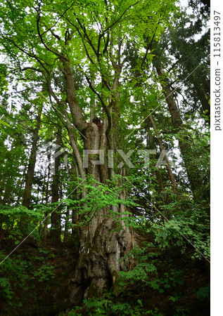 Fudo Katsura, the sacred tree of Omatsugawa Fudoson in Shimogo Town, Minamiaizu County, Fukushima Prefecture Fudo Katsura, the sacred tree of Omatsugawa Fudoson in Shimogo Town, Minamiaizu County, Fukushima Prefecture 115813497