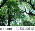 Koyo 115813612