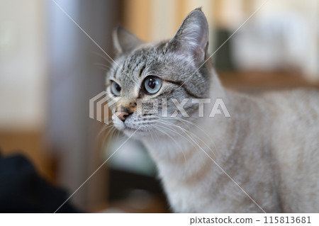 A cat staring at you 115813681