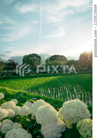 Opening town hydrangea festival Opening town hydrangea festival 115813684