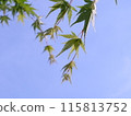 Fresh green maple trees shining against the blue sky 115813752